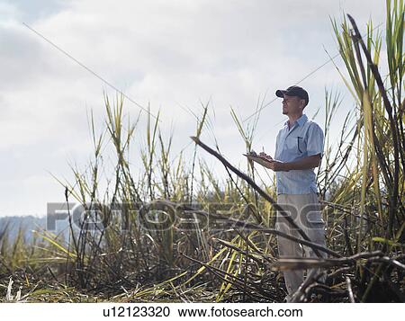 Man With Clipboard In Sugar Cane View Large Photo Image Stock Image - Man With Clipboard In Sugar Cane. Fotosearch