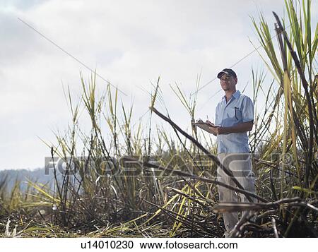 Man With Clipboard In Sugar Cane View Large Photo Image Stock Image - Man With Clipboard In Sugar Cane. Fotosearch