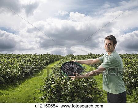 Picture - Man With Harvested Blackcurrants. Fotosearch
