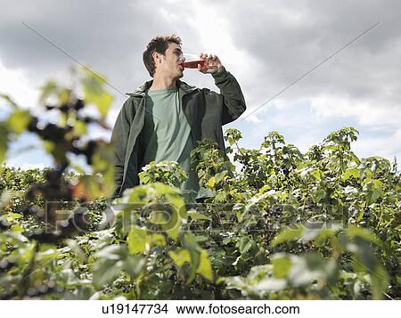 Man With Juice In Blackcurrant Field View Large Photo Image Picture - Man With Juice In Blackcurrant Field. Fotosearch