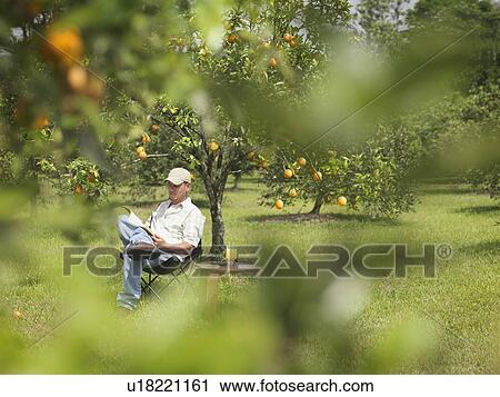Man With Juice Reading In Orange Grove View Large Photo Image Stock Image - Man With Juice Reading In Orange Grove. Fotosearch