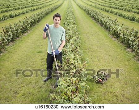 Stock Image - Man With Rows Of Blackcurrant Shrubs. Fotosearch