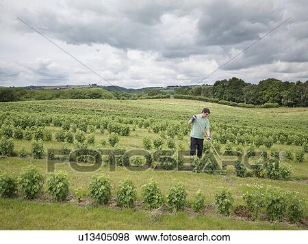 Man Working In Field Of Blackcurrants View Large Photo Image Stock Photo - Man Working In Field Of Blackcurrants. Fotosearch