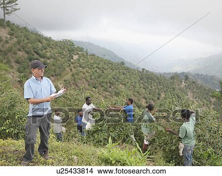 Picture - Manager & Workers Picking Coffee Beans. Fotosearch