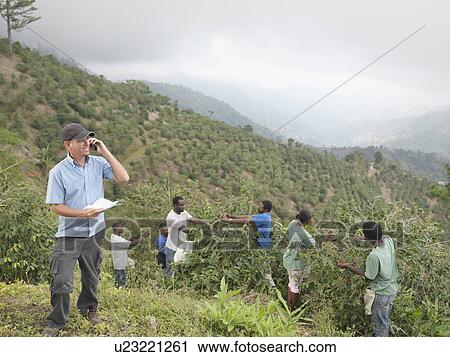 Stock Image - Manager & Workers Picking Coffee Beans. Fotosearch