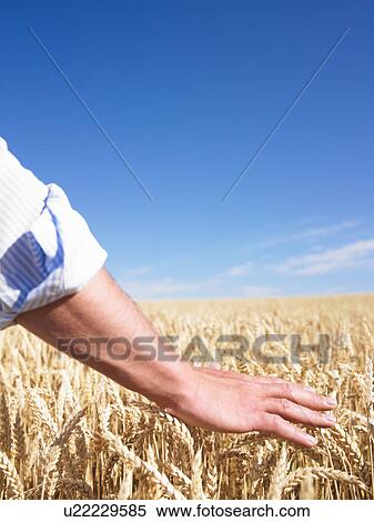 mans hand in wheat field View Large Photo Image Stock Photography - mans hand in wheat field. Fotosearch
