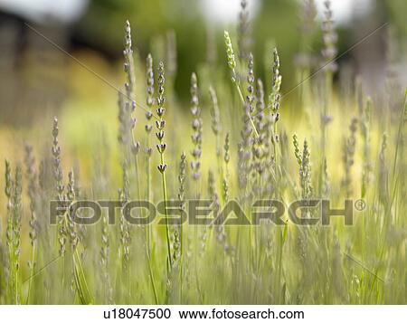Meadow With Purple Flowers View Large Photo Image Stock Image - Meadow With Purple Flowers. Fotosearch