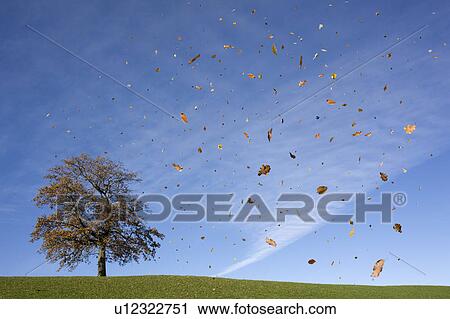 oak tree on hill, falling leaves, autumn View Large Photo Image Stock Image - oak tree on hill, falling leaves, autumn. Fotosearch