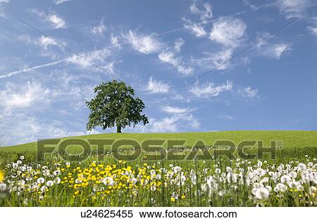 Stock Photography - oak tree on hill in spring. Fotosearch