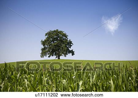 oak tree on hill in summer View Large Photo Image Stock Image - oak tree on hill in summer. Fotosearch