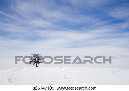 oak tree on snowy hill in winter View Large Photo Image Stock Photography - oak tree on snowy hill in winter. Fotosearch