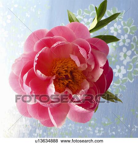 Stock Photo - open peony blossom. Fotosearch
