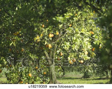 Stock Photo - Orange Grove. Fotosearch