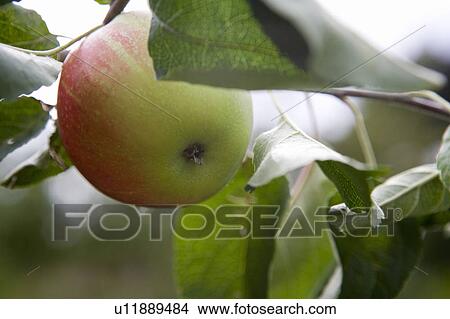 Picture - Perfect ripe red apple. Fotosearch