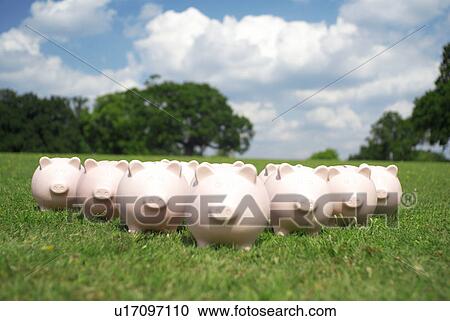 pigs in a field View Large Photo Image Stock Image - pigs in a field. Fotosearch