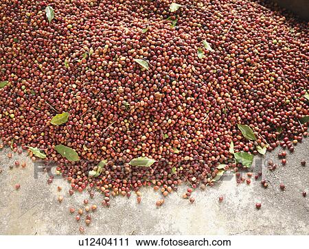 Stock Image - Pile Of Coffee Beans. Fotosearch