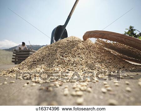 Stock Photograph - Pile Of Coffee Beans With Shovel. Fotosearch