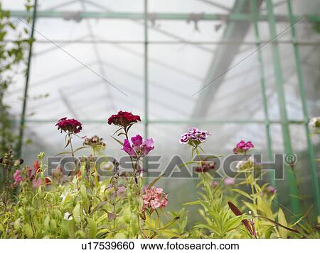 Stock Image - Pink Flowers In Green House. Fotosearch