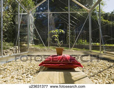 Stock Photo - plant on green cushion in greenhouse. Fotosearch