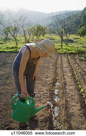 Stock Photography - Plant watering on organic farm in Spain. Fotosearch