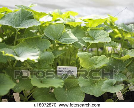 Pumpkin Plant In Garden Center View Large Photo Image Stock Image - Pumpkin Plant In Garden Center. Fotosearch