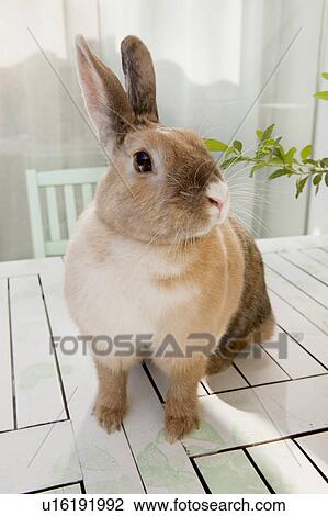 Stock Image - Rabbit sitting on a table. Fotosearch