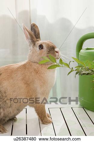 Stock Image - Rabbit sniffing on a branch. Fotosearch