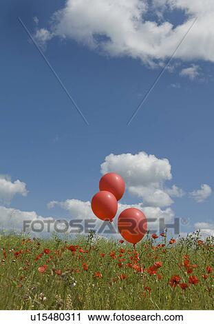 Red balloons in poppy field View Large Photo Image Stock Image - Red balloons in poppy field. Fotosearch