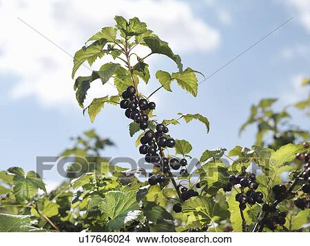 Schwarze Frau reif