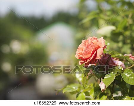Rose In Garden Center View Large Photo Image Stock Photo - Rose In Garden Center. Fotosearch