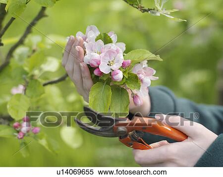 Stock Photography - Secateurs Cutting Apple Blossom. Fotosearch