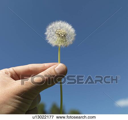 Stock Photo - Senior woman holding dandelion. Fotosearch