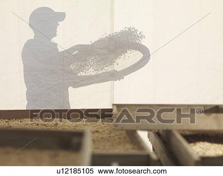 Silhouette Of Man With Coffee Beans View Large Photo Image Stock Photography - Silhouette Of Man With Coffee Beans. Fotosearch