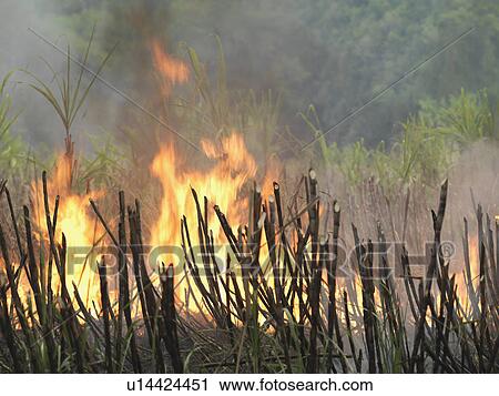 Stock Image - Sugar Cane Being Burnt. Fotosearch