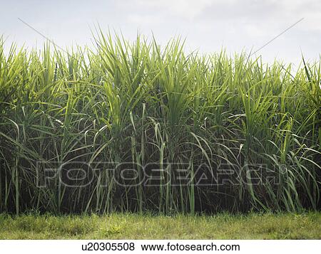 Stock Photo - Sugar Cane Crop. Fotosearch