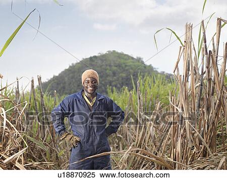 Stock Photography - Sugar Cane Worker In Field. Fotosearch