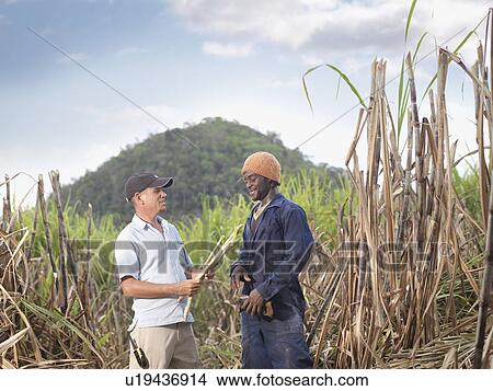 Sugar Cane Workers Discussing Crop View Large Photo Image Picture - Sugar Cane Workers Discussing Crop. Fotosearch