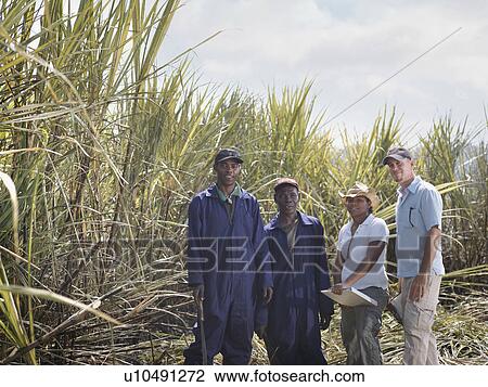 Sugar Cane Workers In Field View Large Photo Image Stock Image - Sugar Cane Workers In Field. Fotosearch