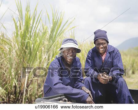 Sugar Cane Workers In Pickup Truck View Large Photo Image Stock Photograph - Sugar Cane Workers In Pickup Truck. Fotosearch