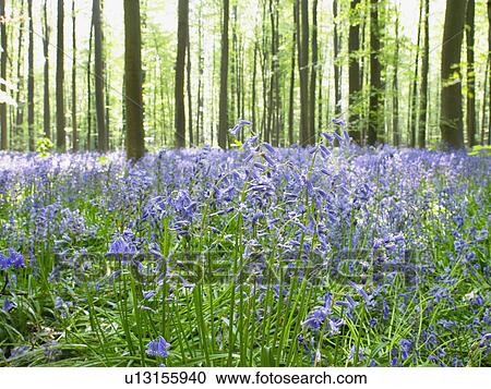 Stock Image - Sunlight through forest, blue flowers. Fotosearch