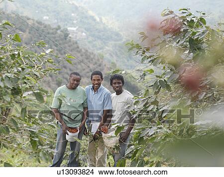 Picture - Supervisor And Coffee Workers. Fotosearch