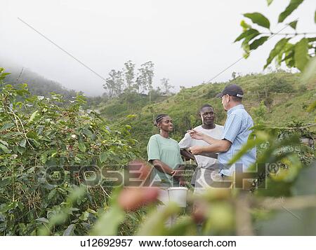 Stock Photo - Supervisor Talking To Coffee Workers. Fotosearch