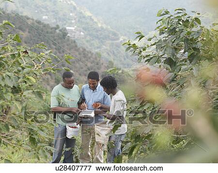 Supervisor Talking To Coffee Workers View Large Photo Image Stock Photo - Supervisor Talking To Coffee Workers. Fotosearch
