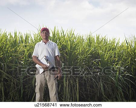 Supervisor With Clip Board & Sugar Cane View Large Photo Image Stock Image - Supervisor With Clip Board & Sugar Cane. Fotosearch