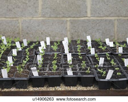 Tray Of Seedlings In Garden Center View Large Photo Image Stock Image - Tray Of Seedlings In Garden Center. Fotosearch
