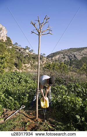 Picture - Tree planting on organic farm in Spain. Fotosearch