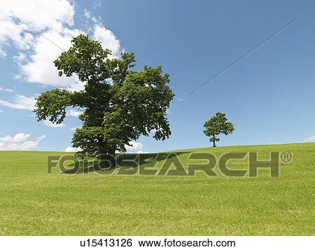Stock Photograph - Trees in field. Fotosearch