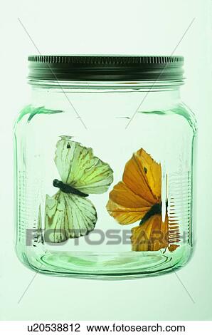 Two butterflies in glass jar View Large Photo Image Stock Image - Two butterflies in glass jar. Fotosearch