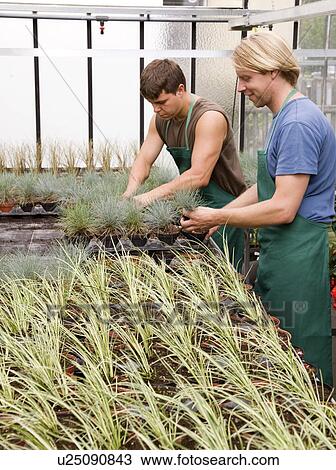 Stock Image - two men caring for plants. Fotosearch