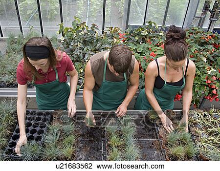 two women, man caring for plants View Large Photo Image Stock Image - two women, man caring for plants. Fotosearch